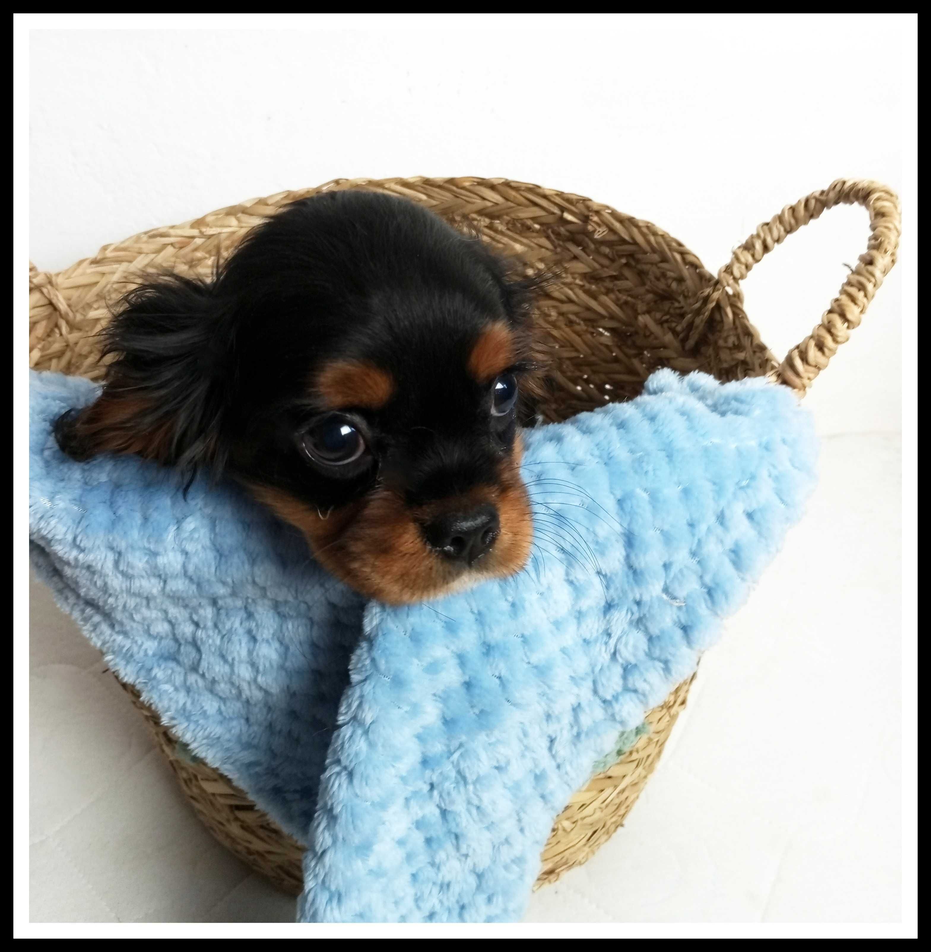 Chłopiec black tan Cavalier King Charles Spaniel