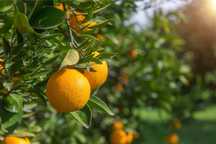 Laranjas 0,30€/un