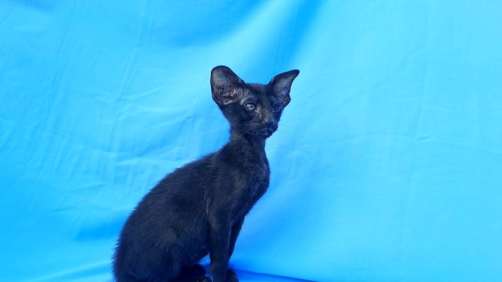 Орієнтальна дівчинка кішка