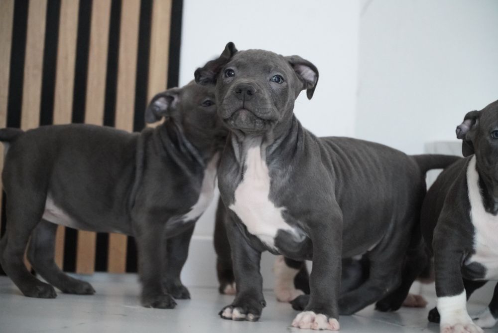 American Staffordshire Terrier blue
