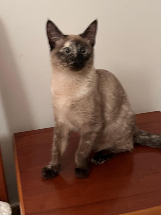 Gata siamês 6meses meiga