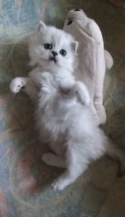 Серебристый котёнок шиншилла хайленд
