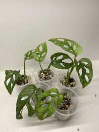 MONSTERA ADANSONII MINT EU | philodendron, epipremum, syngonium