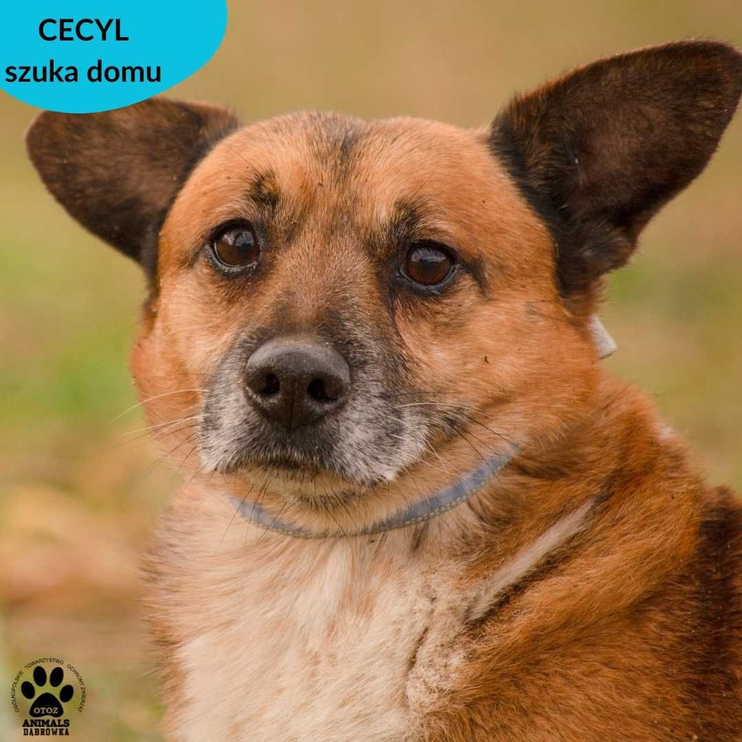 Cecyl czeka na Ciebie
