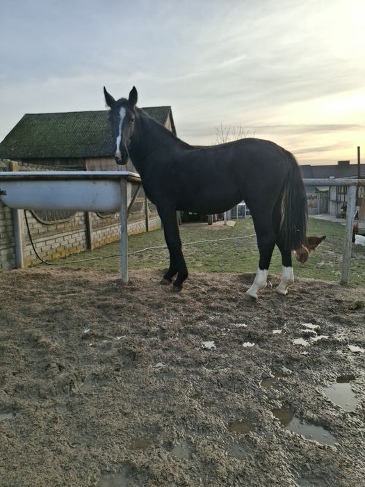 Konie Śląskie klacz