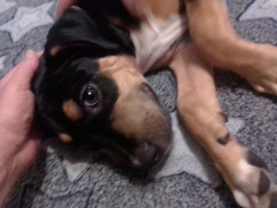 Продам щенка Ам Стафа 5 месяцев к выгулу приучин команды знает .