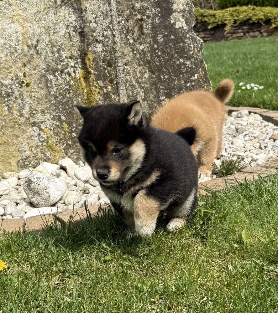 Piesek Shiba inu ZKwP FCI