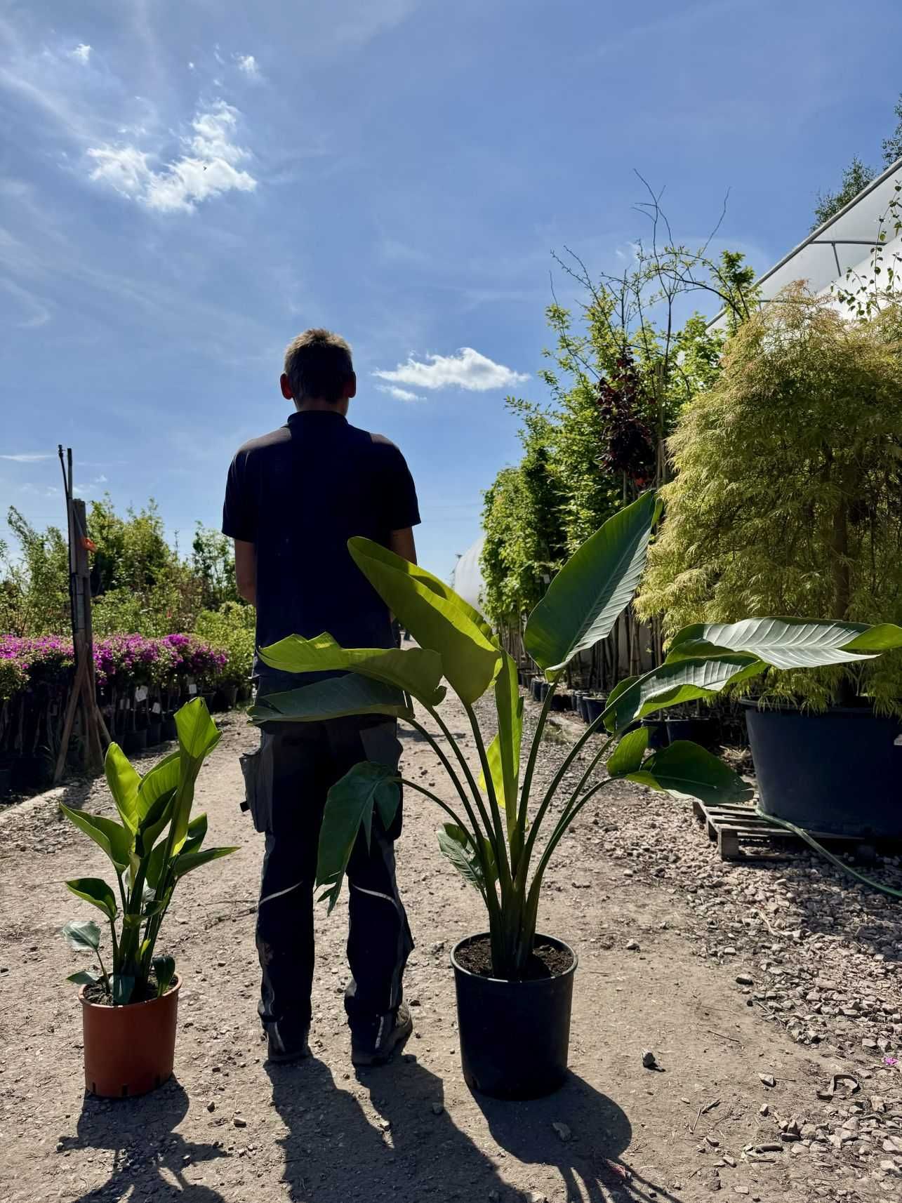 Strelitzia augusta, Strelicja biała, 100-120cm, 180-200cm