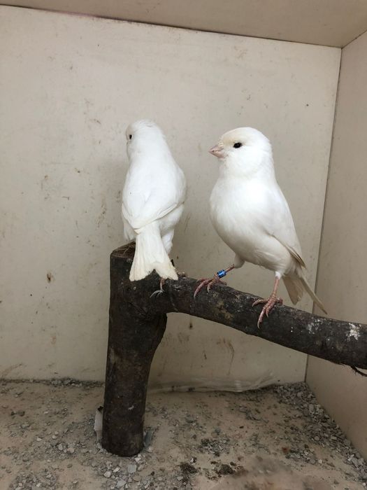 Mosaicos vermenhos /amarelos / tinbrados espanhol