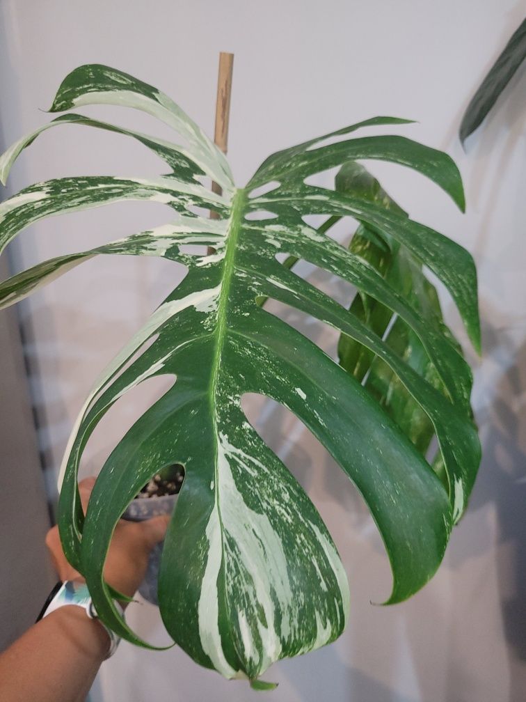 Monstera Variegata duza forma/ukorzeniony szczyt