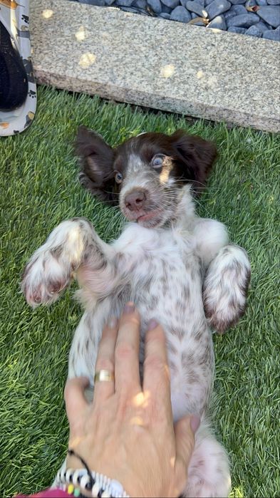 Cocker muito lindaaa