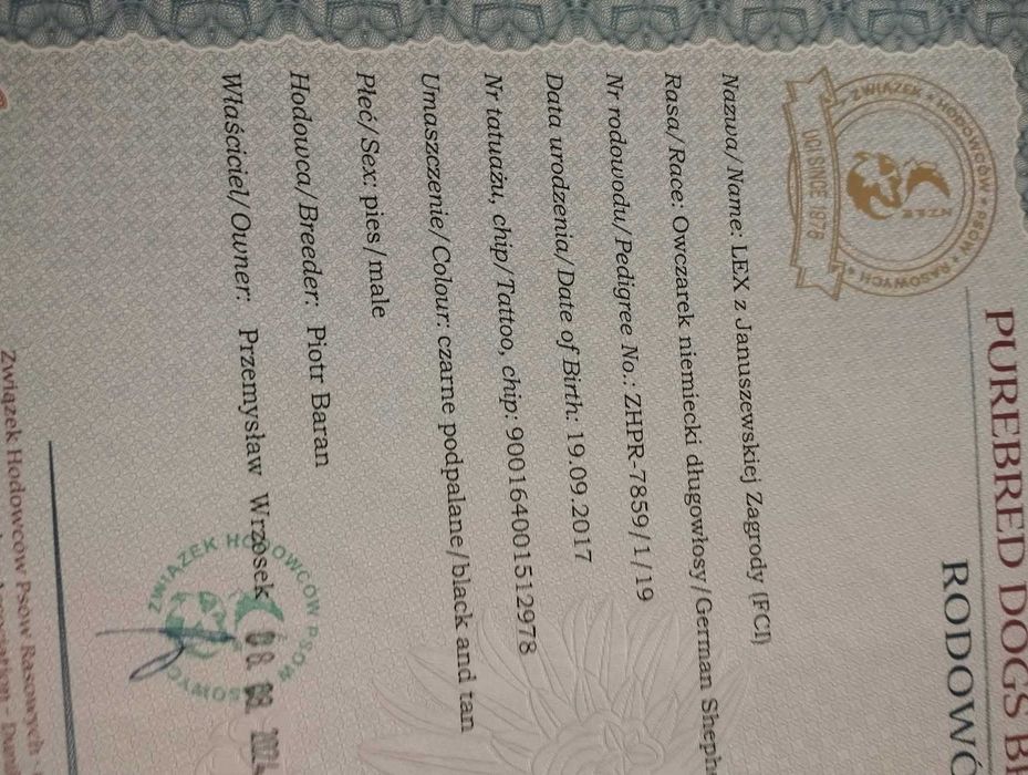 Owczarek Niemiecki długowłosy szczeniaki owczarki