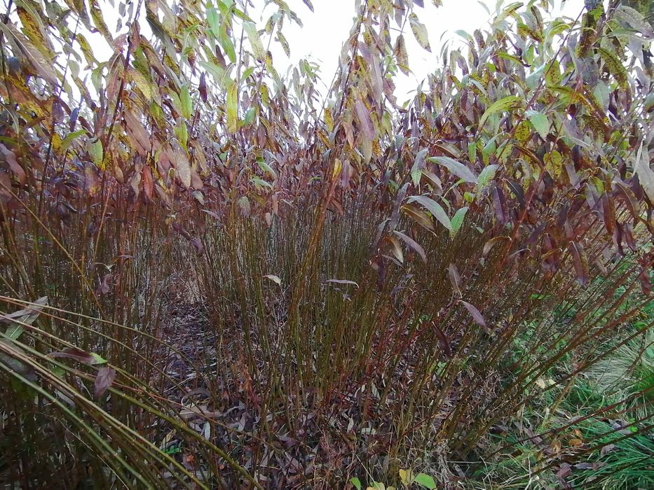 Wiklina zielona, niesortowana