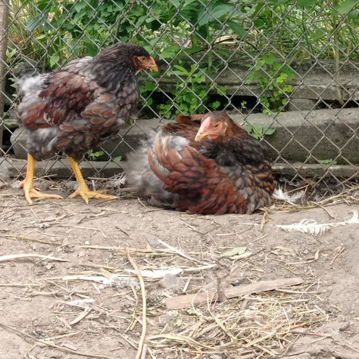 Півники віандот золото окамлені