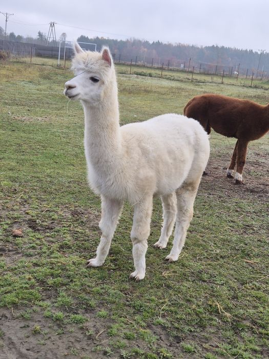 Młoda samica alpaki