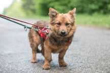 Alga - piękna, maleńka sunia do adopcji