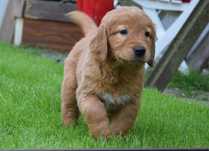 Golden retriever suczka linia amerykańska