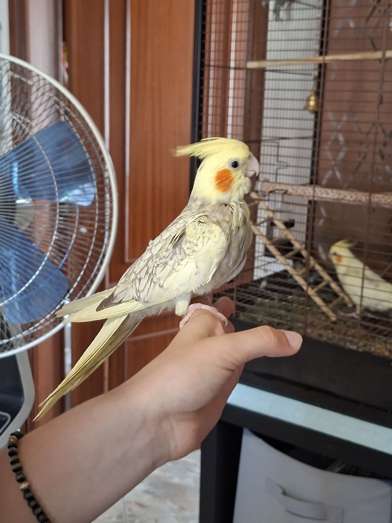 Caturra amarela pérola domesticada