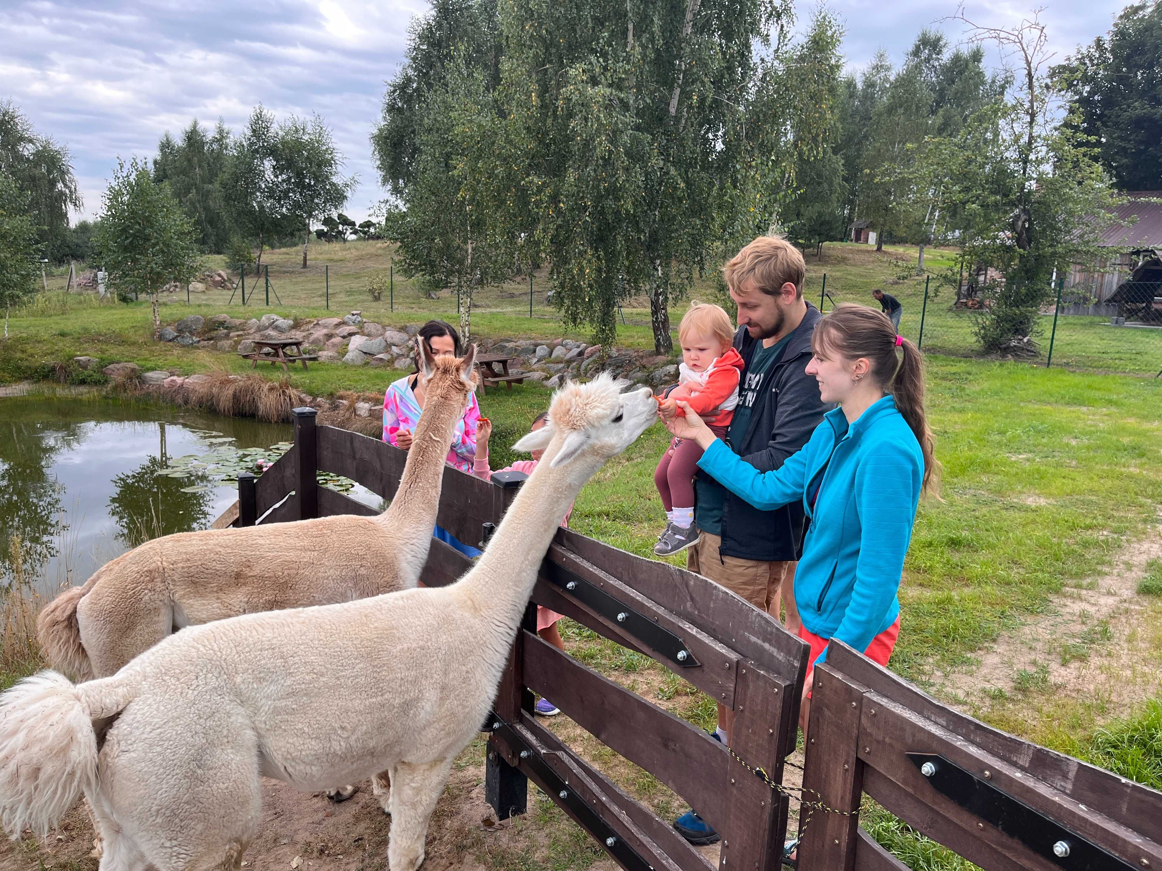 Noclegi domek Kaszuby  alpaki  agroturystyka  pokoje