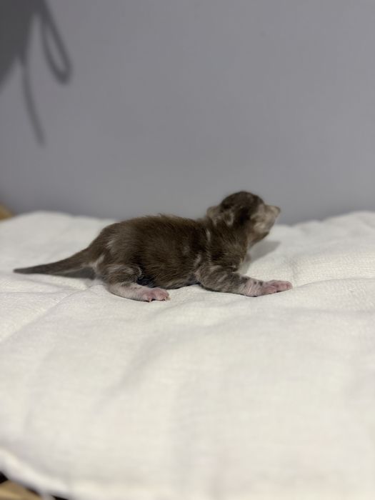 Kotka bengalska silver mink marble TICA