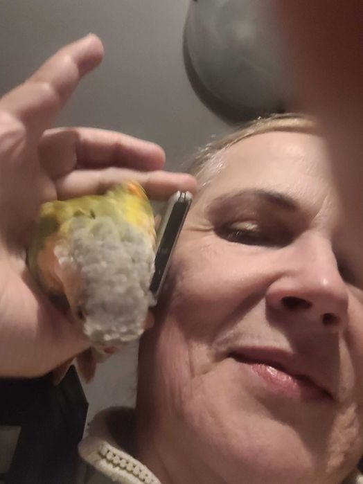 opieka indywidualna nad kotem lub innym zwierzeciem domowym