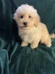 Menino caniche mini