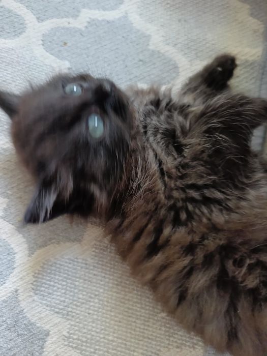 Kocurek Syberyjski .Gotowy do zamiany domu.