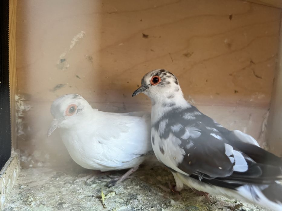 Golabki diamentowe z 2024 roku