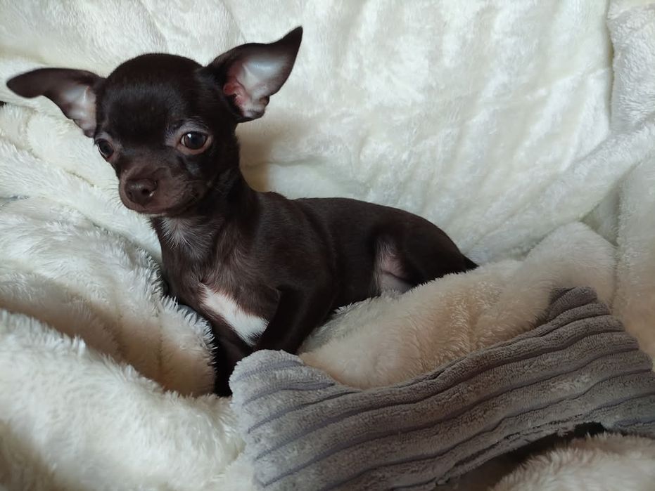 Śliczny piesek Chihuahua gorzka czekolada. Rodowód 4 pokolenia