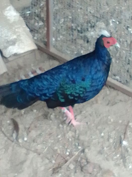 Sprzedam bażanty srebrne ine