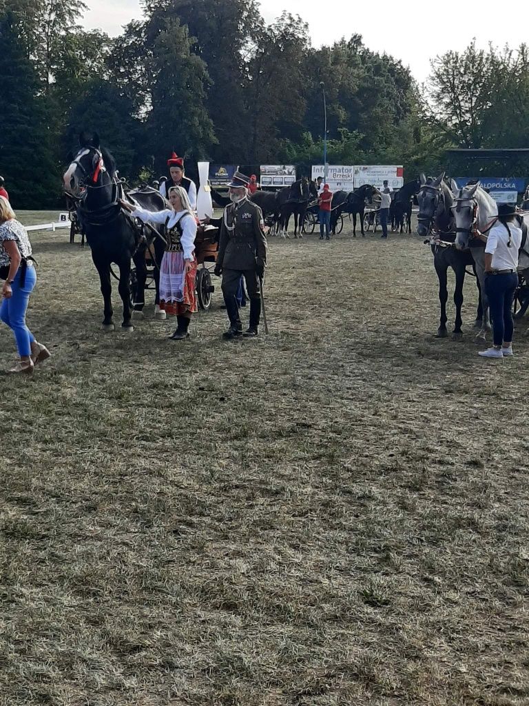 Stanówka ogierem śląskim Renzo