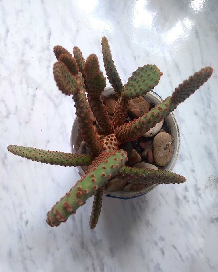 Аустроциліндропунція (Austrocylindropuntia) та  Опунція (opuntia)
