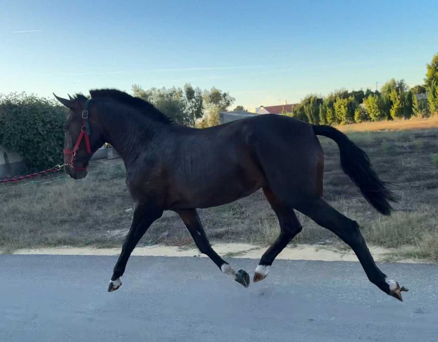 Poldra Lusitana excelente Pedigree