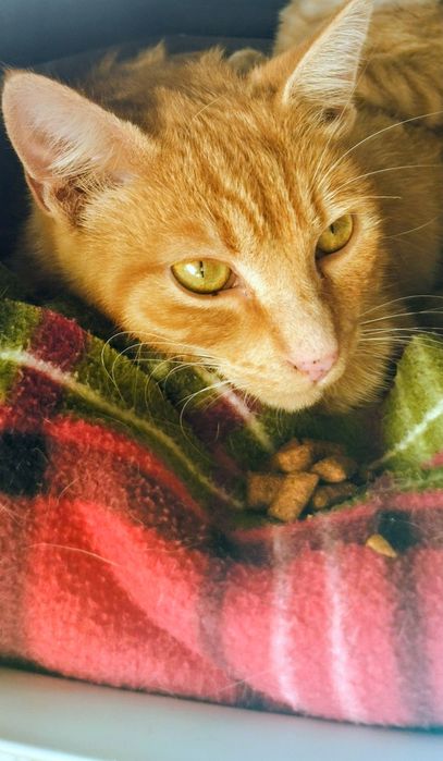 Gatos para adopção responsável