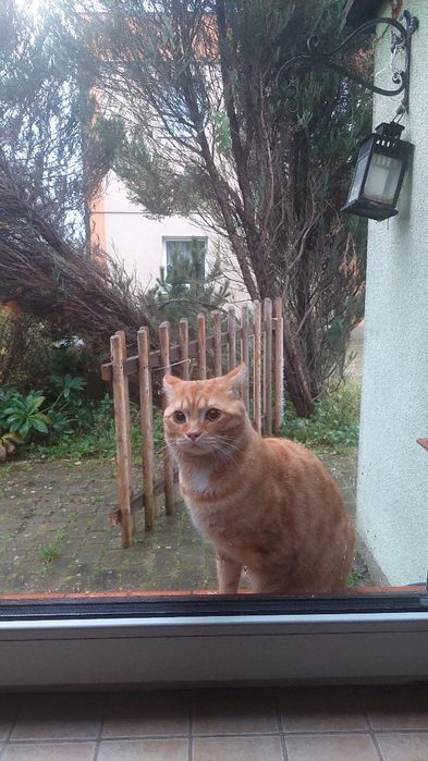 Oddam młodego kocurka