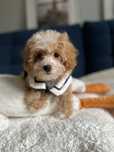 Śliczny Piesek Maltipoo!