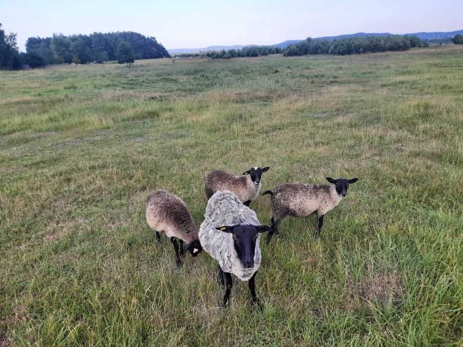 Романівські вівці
