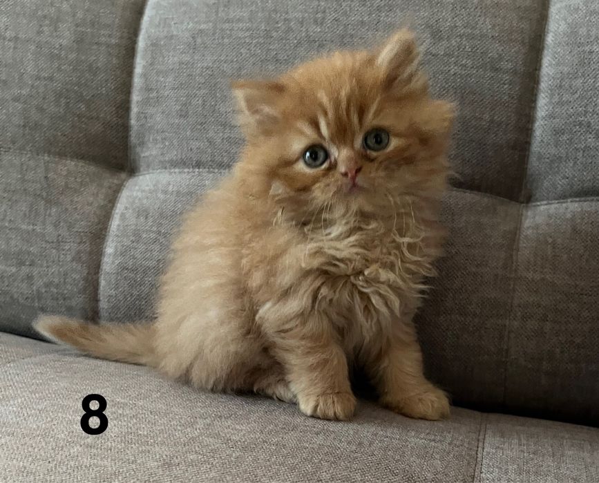 Rudo-biszkoptowa kotka perska