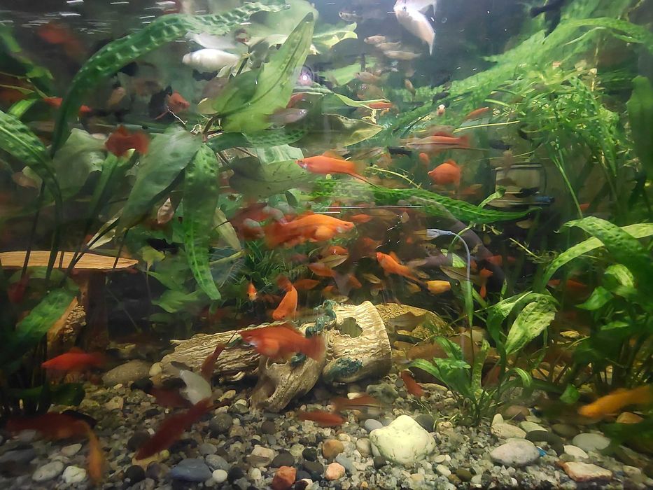 Продам акваріумну рибку (гуппі, меченосец)