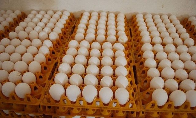 Інкубаційне яйце несучки ломан вайт