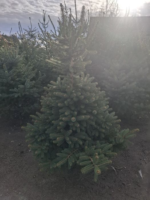 Choinki cięte lub wykopane