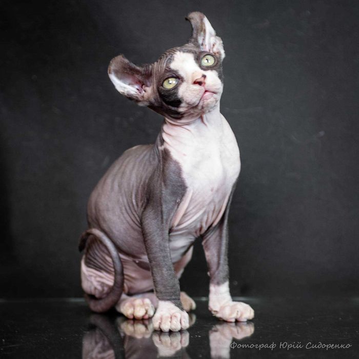Котёнок, порода Сфинкс, голубые глаза