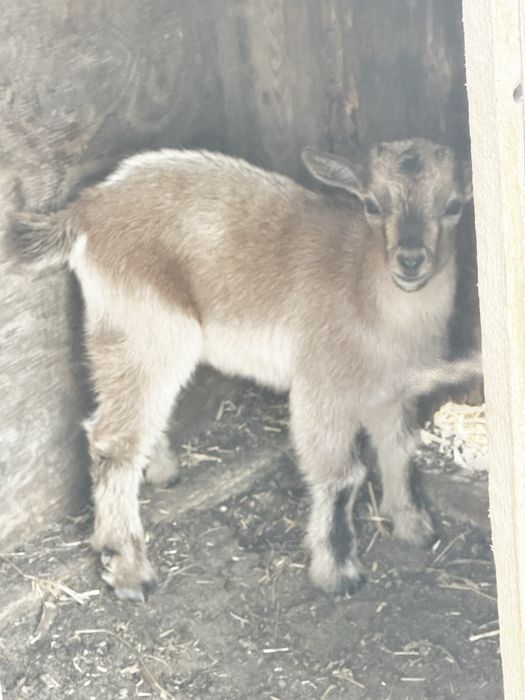 Cabrito macho de raça ana