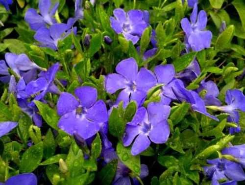 Barwinek pospolity 300 SZTUK sadzonki zadarniający 20 cm pod drzewa