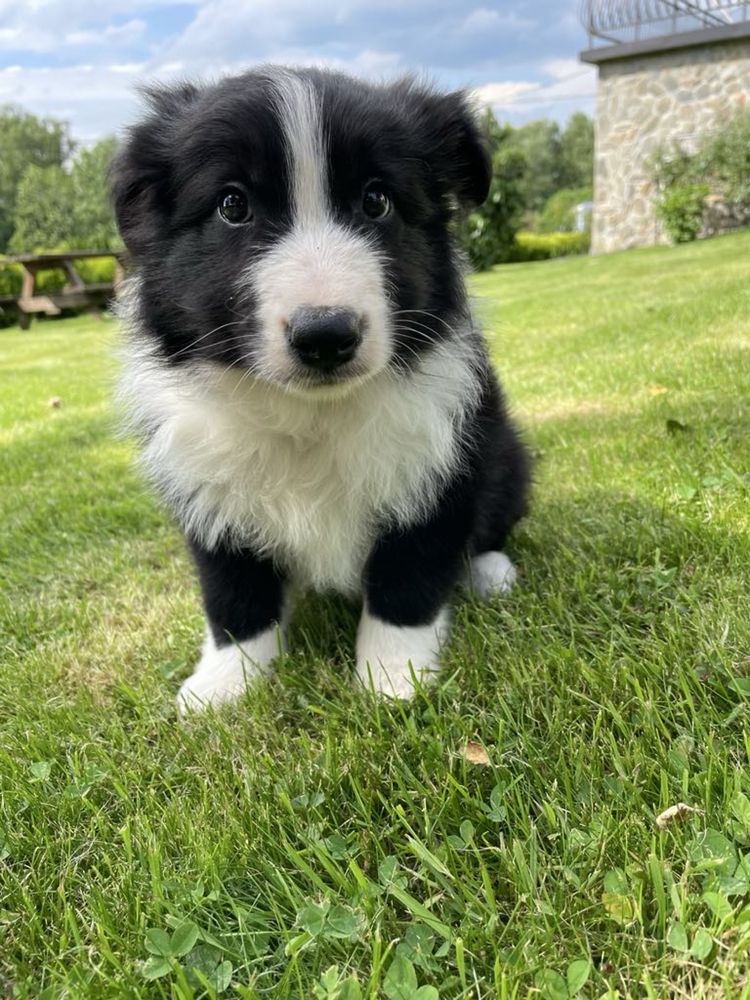 Border Collie - szczeniak