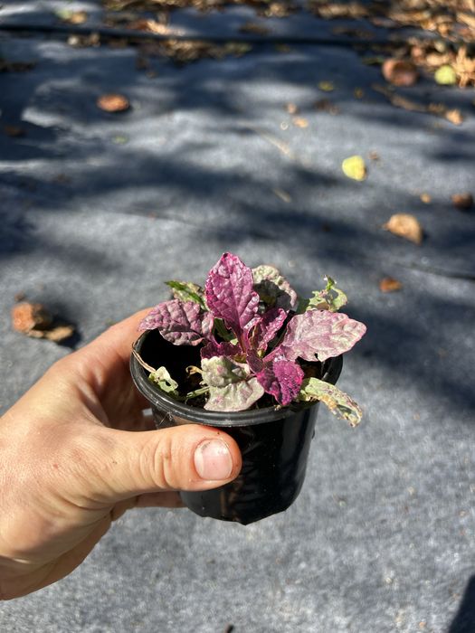 Живучка двух кольорів