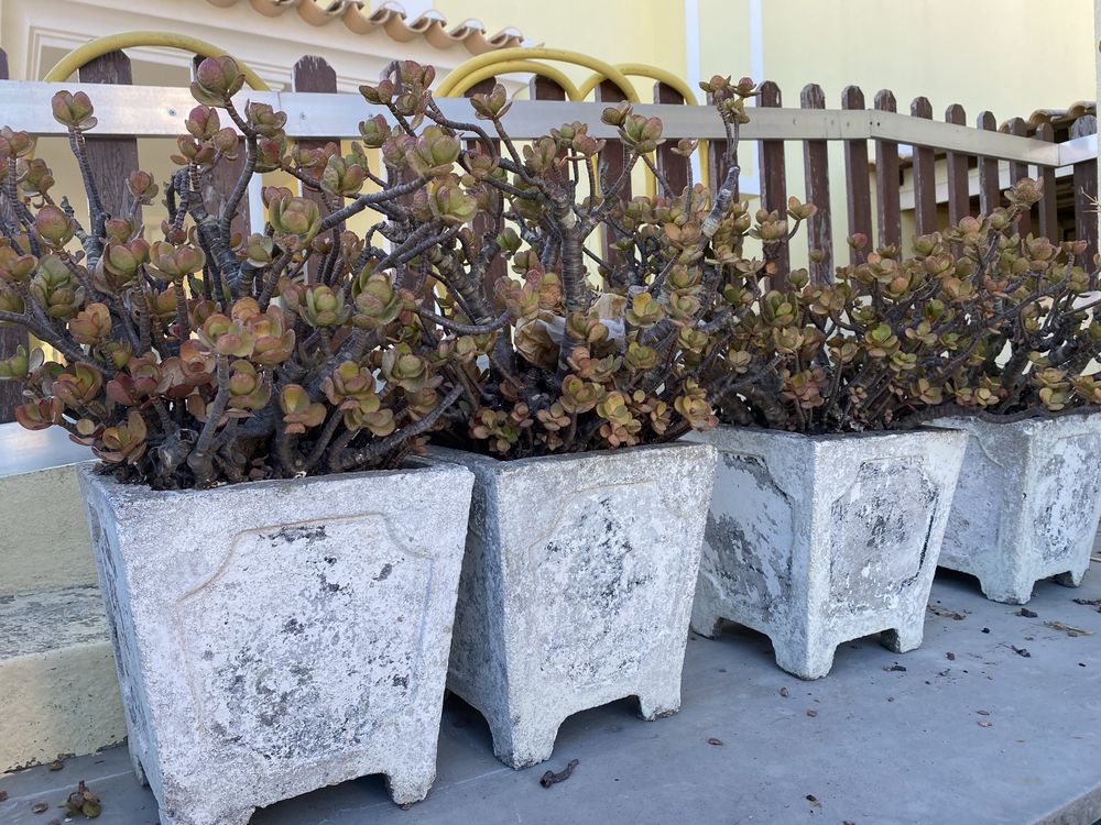 Ofereço 5 vasos de cimento para recuperar com planta de Jade