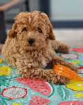 Bichpoo Poochon Bichon Frise Pudel Toy jak Maltipoo piesek