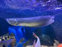Arowana Silver (Osteoglossum bicirrhosum)