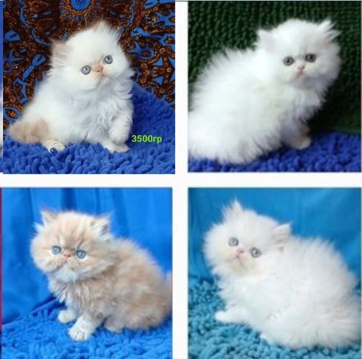Персидские котята
